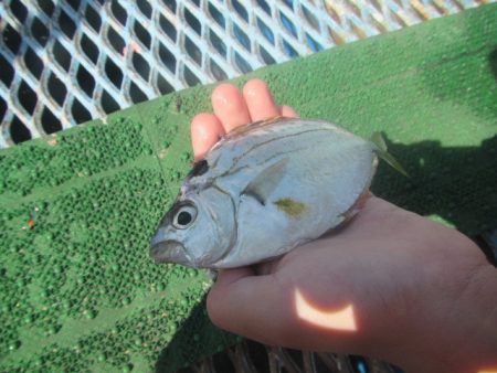 オリジナルメーカー海づり公園(市原市海づり施設) 釣果