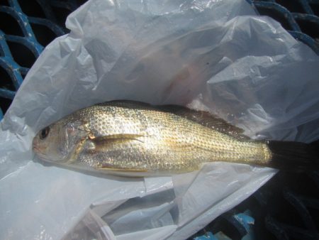 オリジナルメーカー海づり公園(市原市海づり施設) 釣果