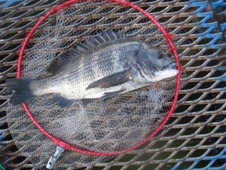 オリジナルメーカー海づり公園(市原市海づり…