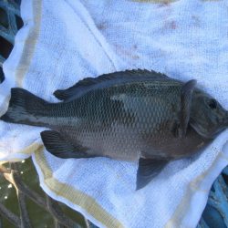 オリジナルメーカー海づり公園(市原市海づり施設) 釣果