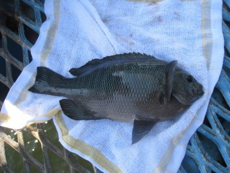 オリジナルメーカー海づり公園(市原市海づり施設) 釣果