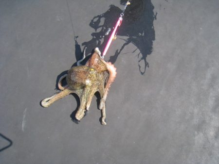 オリジナルメーカー海づり公園(市原市海づり施設) 釣果