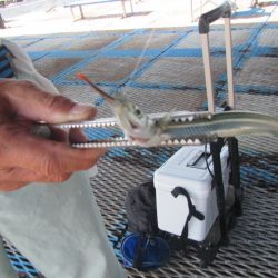 オリジナルメーカー海づり公園(市原市海づり施設) 釣果