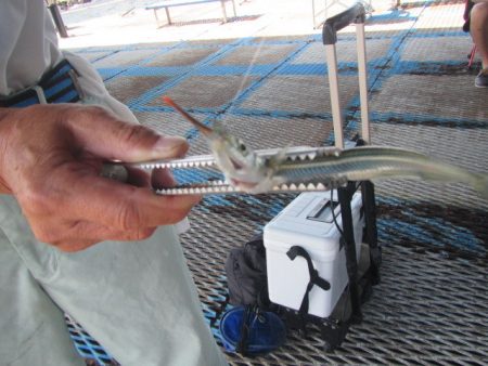 オリジナルメーカー海づり公園(市原市海づり施設) 釣果