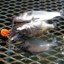 オリジナルメーカー海づり公園(市原市海づり施設) 釣果