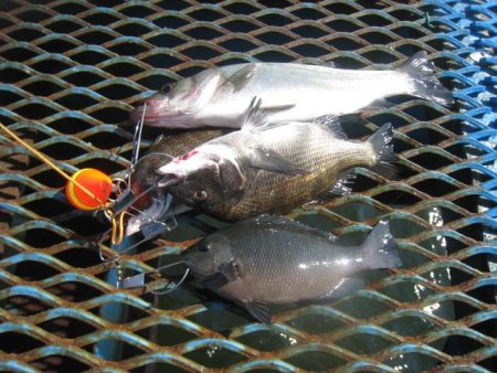 オリジナルメーカー海づり公園(市原市海づり施設) 釣果