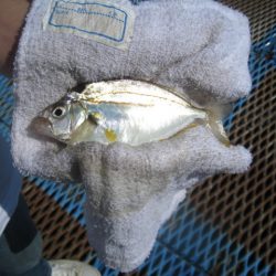 オリジナルメーカー海づり公園(市原市海づり施設) 釣果