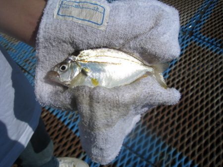 オリジナルメーカー海づり公園(市原市海づり施設) 釣果
