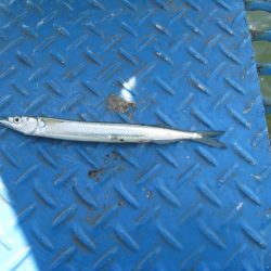 オリジナルメーカー海づり公園(市原市海づり施設) 釣果