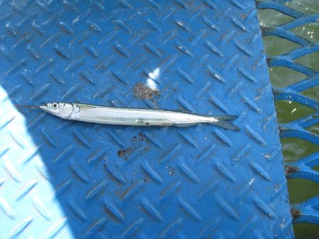 オリジナルメーカー海づり公園(市原市海づり施設) 釣果