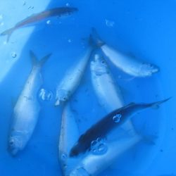 オリジナルメーカー海づり公園(市原市海づり施設) 釣果