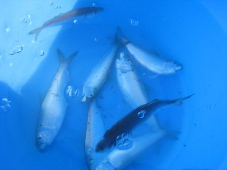 オリジナルメーカー海づり公園(市原市海づり施設) 釣果