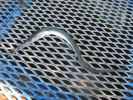 オリジナルメーカー海づり公園(市原市海づり施設) 釣果