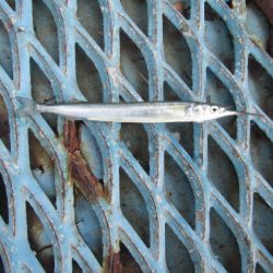 オリジナルメーカー海づり公園(市原市海づり施設) 釣果