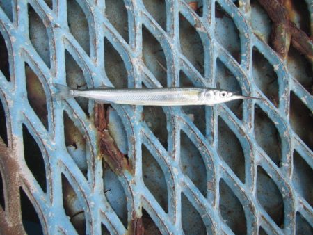 オリジナルメーカー海づり公園(市原市海づり施設) 釣果