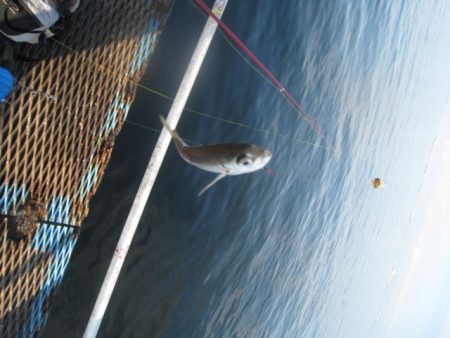 オリジナルメーカー海づり公園(市原市海づり施設) 釣果