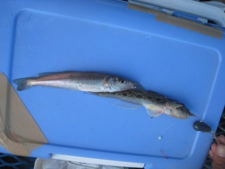 オリジナルメーカー海づり公園(市原市海づり施設) 釣果