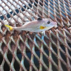 オリジナルメーカー海づり公園(市原市海づり施設) 釣果