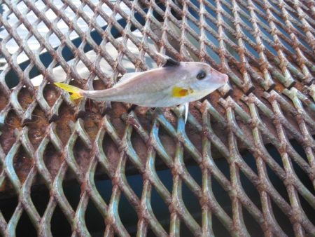 オリジナルメーカー海づり公園(市原市海づり施設) 釣果