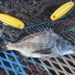 オリジナルメーカー海づり公園(市原市海づり施設) 釣果