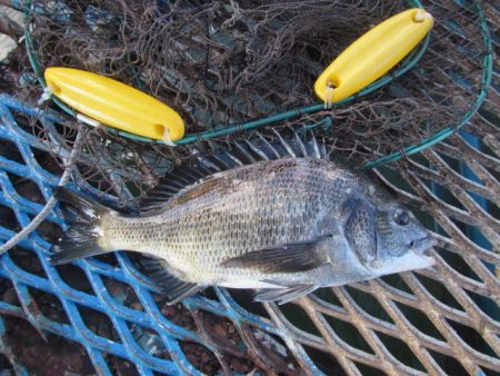 オリジナルメーカー海づり公園(市原市海づり…