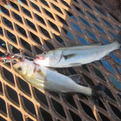 オリジナルメーカー海づり公園(市原市海づり施設) 釣果