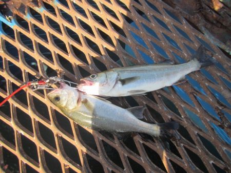 オリジナルメーカー海づり公園(市原市海づり施設) 釣果