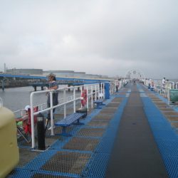 オリジナルメーカー海づり公園(市原市海づり施設) 釣果