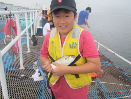 オリジナルメーカー海づり公園(市原市海づり施設) 釣果