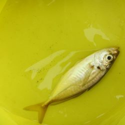 オリジナルメーカー海づり公園(市原市海づり施設) 釣果