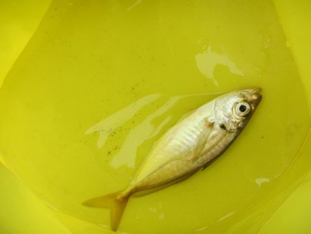 オリジナルメーカー海づり公園(市原市海づり施設) 釣果