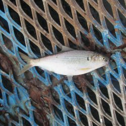 オリジナルメーカー海づり公園(市原市海づり施設) 釣果