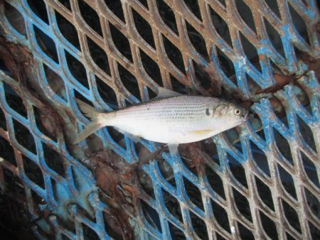 オリジナルメーカー海づり公園(市原市海づり施設) 釣果