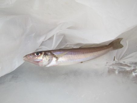 オリジナルメーカー海づり公園(市原市海づり施設) 釣果