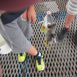 オリジナルメーカー海づり公園(市原市海づり施設) 釣果