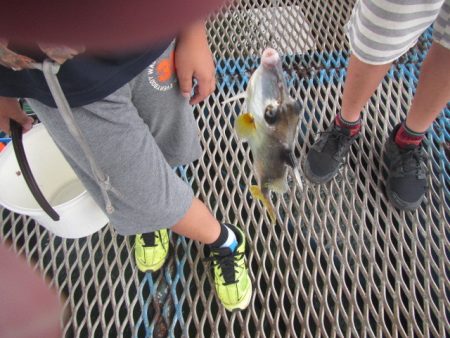 オリジナルメーカー海づり公園(市原市海づり施設) 釣果