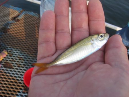 オリジナルメーカー海づり公園(市原市海づり施設) 釣果