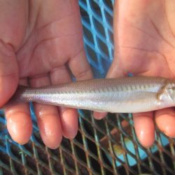 オリジナルメーカー海づり公園(市原市海づり施設) 釣果