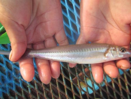 オリジナルメーカー海づり公園(市原市海づり施設) 釣果