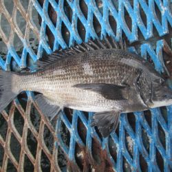 オリジナルメーカー海づり公園(市原市海づり施設) 釣果