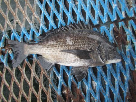 オリジナルメーカー海づり公園(市原市海づり施設) 釣果