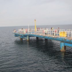 オリジナルメーカー海づり公園(市原市海づり施設) 釣果