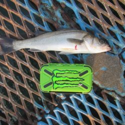 オリジナルメーカー海づり公園(市原市海づり施設) 釣果