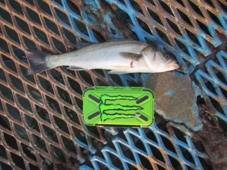 オリジナルメーカー海づり公園(市原市海づり…