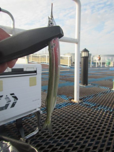 オリジナルメーカー海づり公園(市原市海づり…