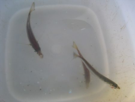 オリジナルメーカー海づり公園(市原市海づり施設) 釣果