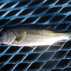 オリジナルメーカー海づり公園(市原市海づり施設) 釣果