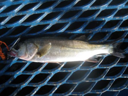 オリジナルメーカー海づり公園(市原市海づり施設) 釣果