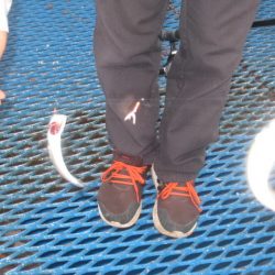 オリジナルメーカー海づり公園(市原市海づり施設) 釣果