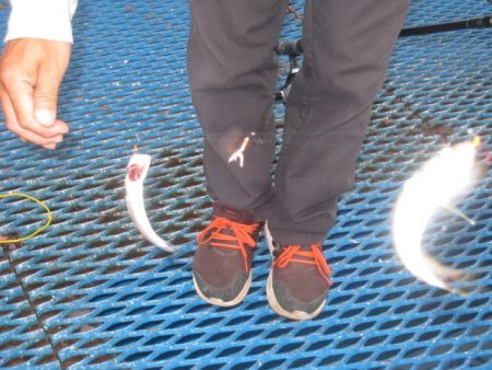 オリジナルメーカー海づり公園(市原市海づり施設) 釣果